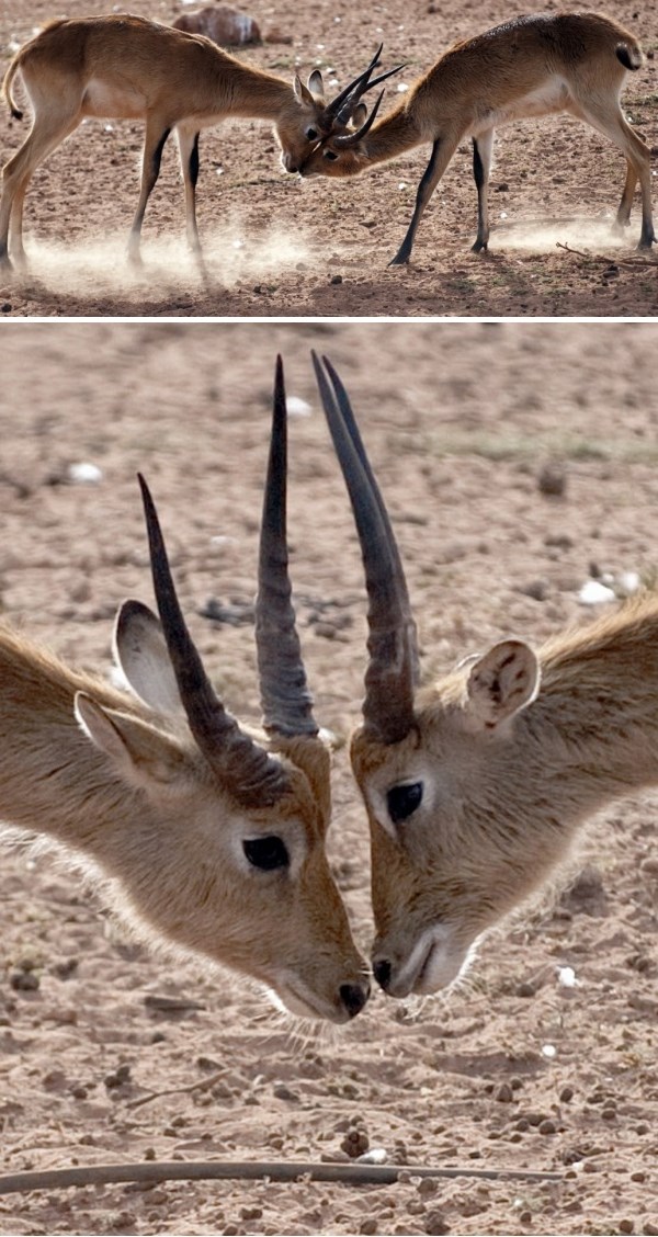 Dvije gazele odmjerile snage