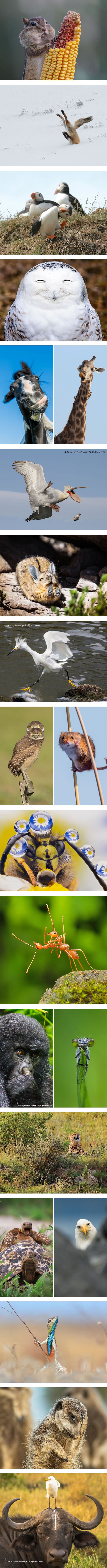 Ovo su kandidati za najsmješnije slike životinja 2016. godine