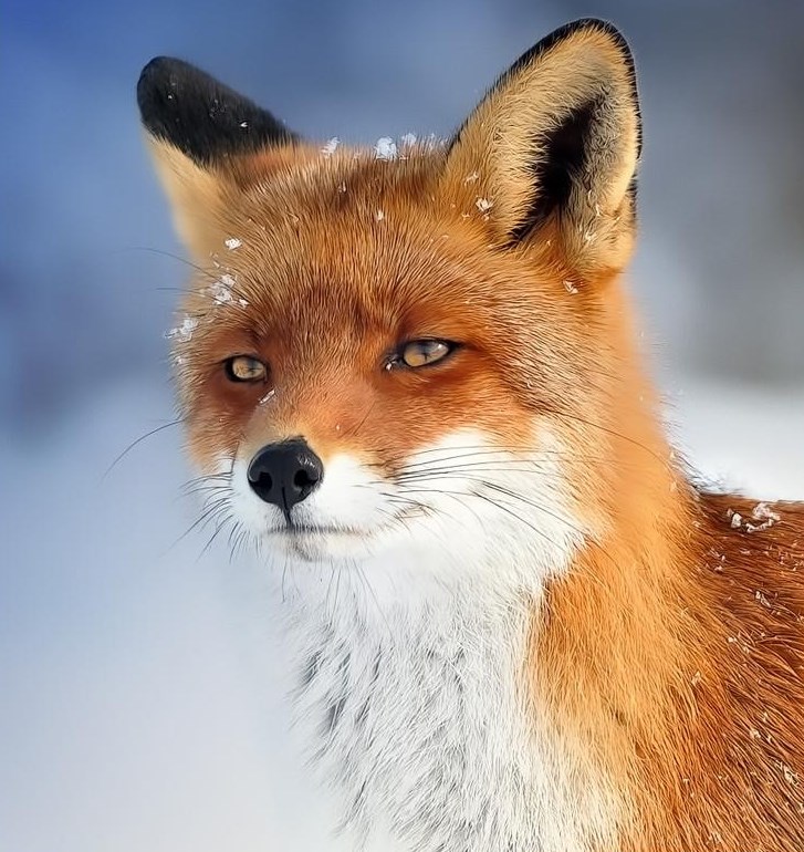 Zimska ljepotica lija