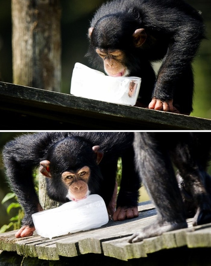 Slatki mali čimpanza pronašao ledeno osvježenje
