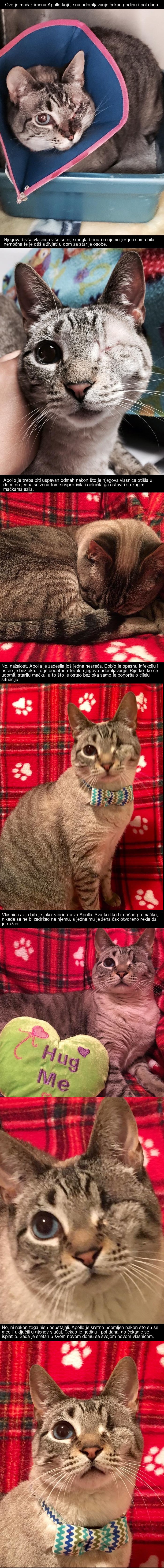 Ovaj je mačak čekao godinu i pol dana na udomljavanje, no čekanje se na kraju isplatilo!
