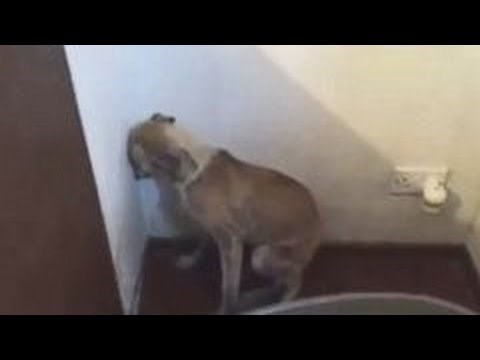 Udomili su zlostavljanog psa nakon što su pogledali ovu snimku 