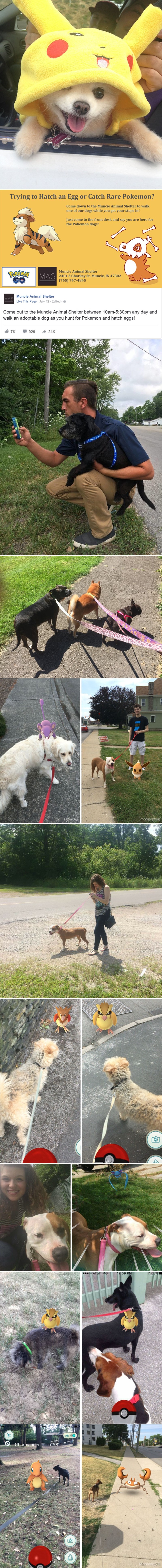 Azil pozvao igrače Pokemona Go da šetaju pse, nastala gužva do neba!