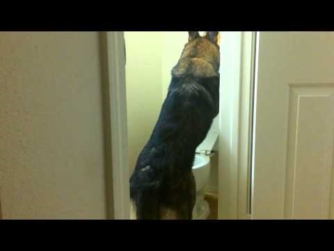 Video: Njemački ovčar naučio koristiti WC školjku