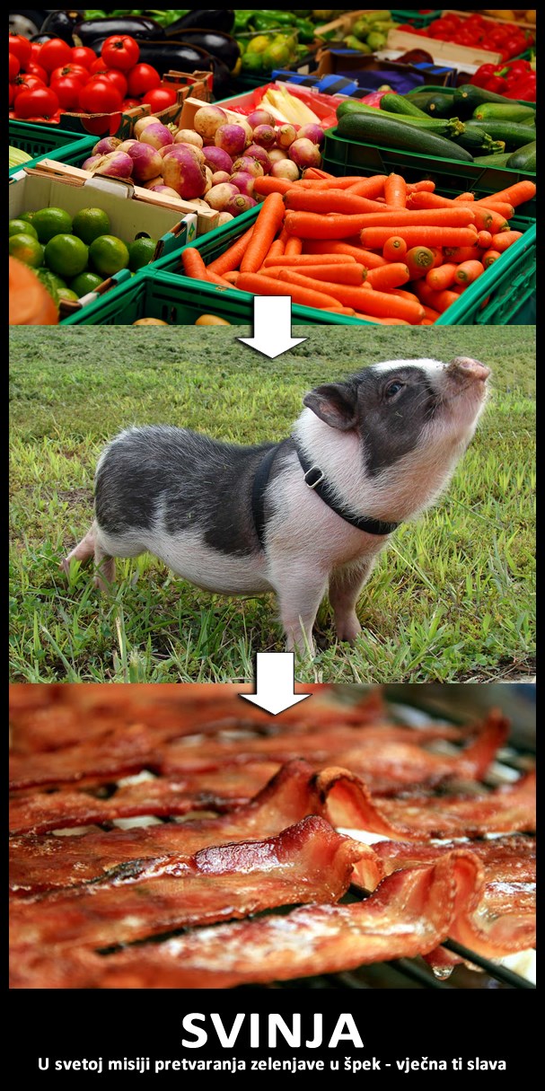 Svinja: Špek-konverter za ljudski rod