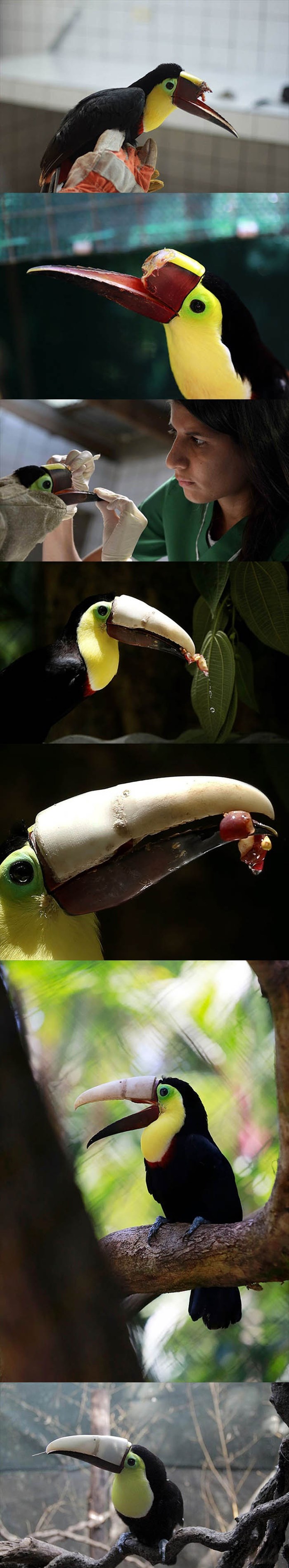 GALERIJA: Ptica dobila novi 3D isprintani kljun