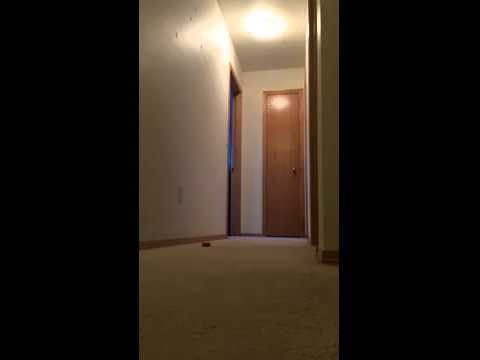 Prošvikali papagaj krešti bedastoće