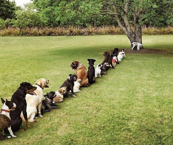 Ne uništavajmo drveće, ta gdje će psi piškiti!?