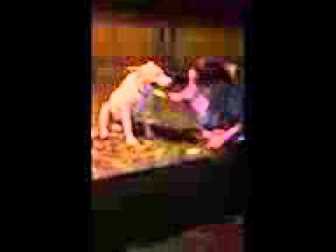 VIDEO: Prijateljstvo zapisano u zvijezdama - pas prešao 18 km do najdraže vlasnice