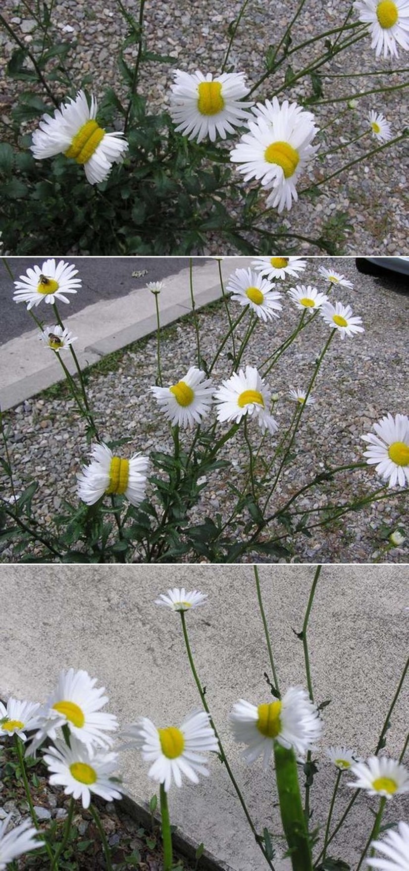 Tratinčice iz Fukushime