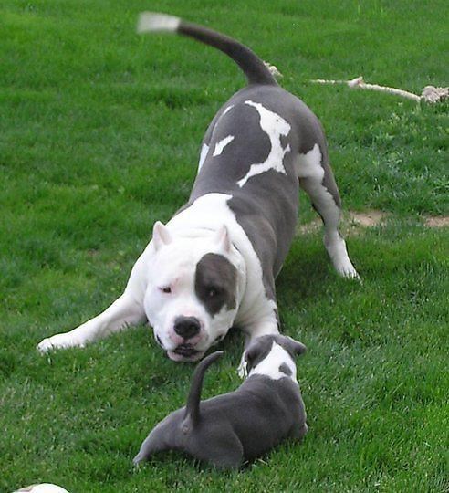 Zaigrani tata zabavlja sinčića po livadi