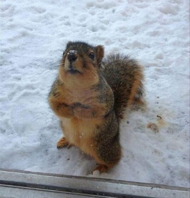 Gospodine..hmm, ne znam kako da Vam kažem, ali, ovaj..hranilica je prazna, znate ??