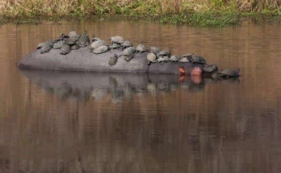 Kornjače osnovale mornaricu
