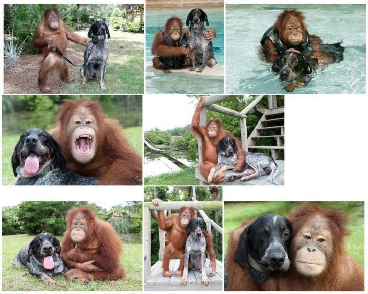 Tko kaže da i životinje ne mogu imati svoje ljubimce