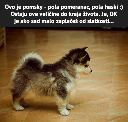 Mješanac haskija i pomeranca je živa igračka!