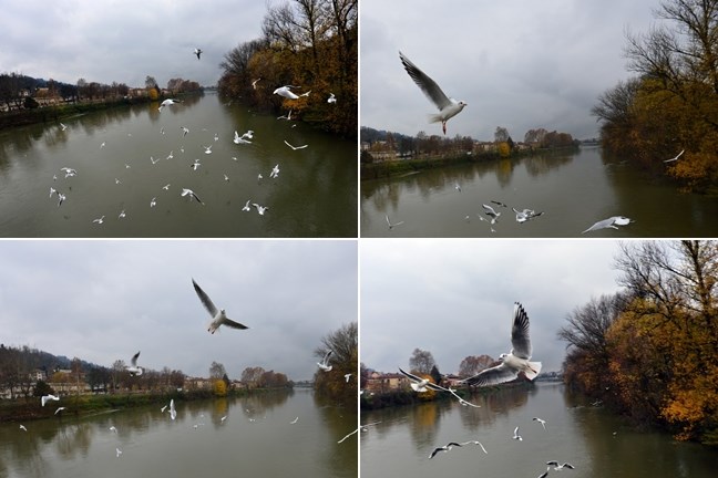 Galebovi u letu nad Torinom