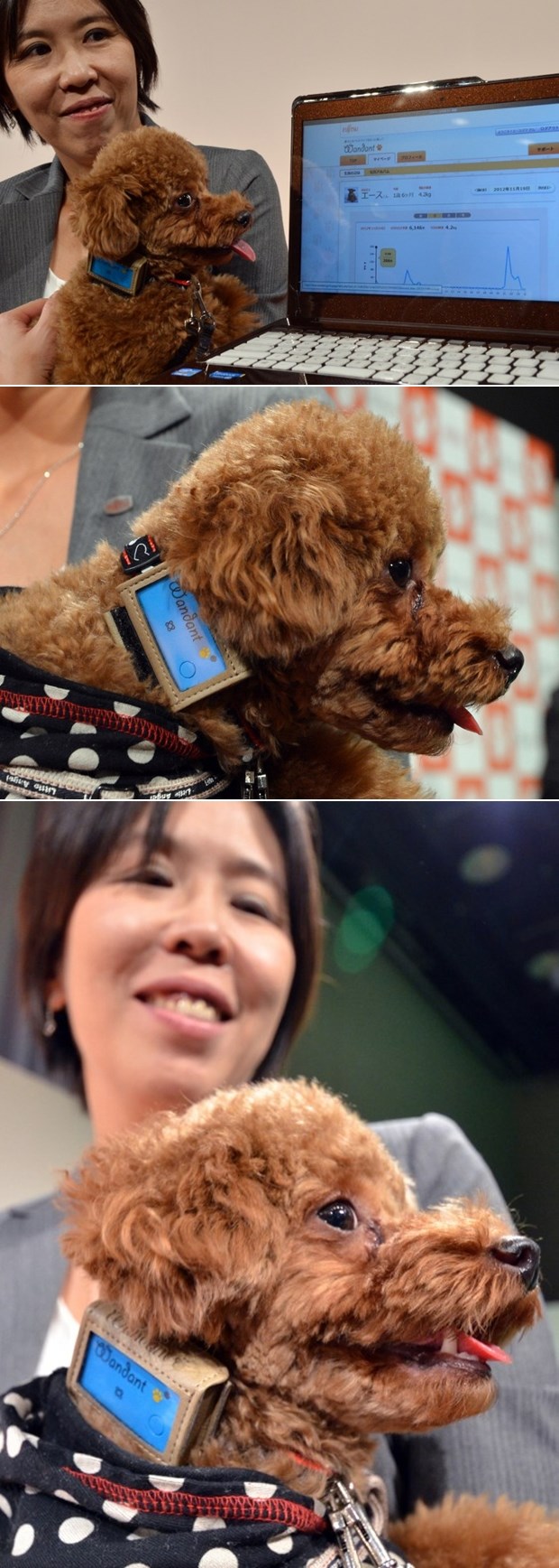 Japanci brinu za zdrav život četveronožnih prijatelja