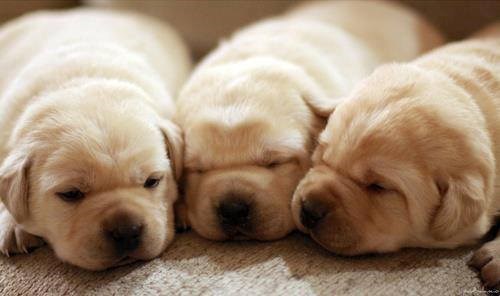 Tri mrguda prohrkala dan