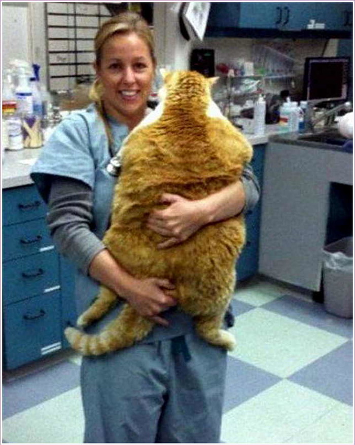 Garfield postoji!