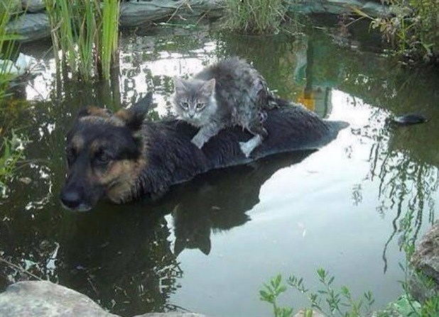 TopŽivotinje 2014: Dobri pas pomaže maci preko vode