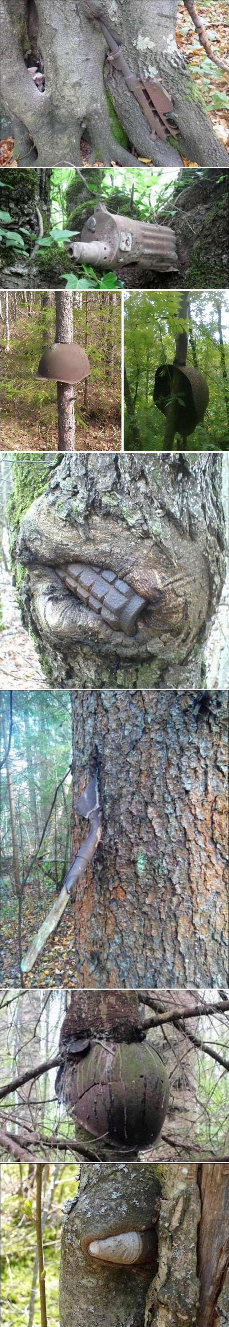 U Rusiji se nalazi jedna od najčudnijih šuma na svijetu i puna je oružja