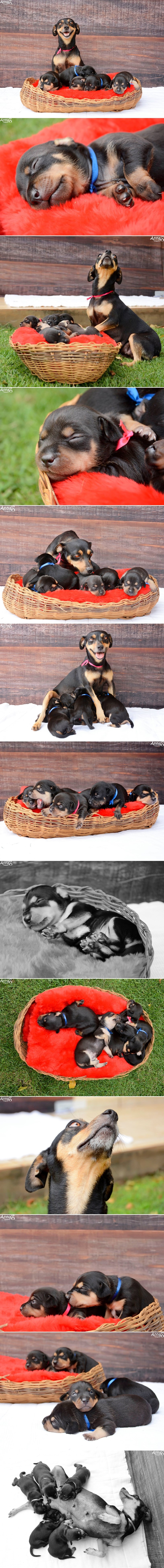 OVE FOTKE SU SVE! Kujica koja je postala model dobila najljepše psiće!