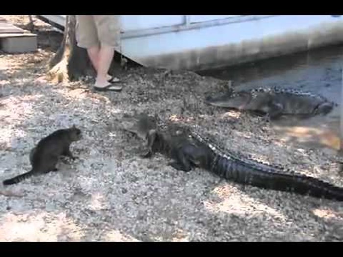 VIDEO: Hrabra mačka se suprotstavila krokodilu