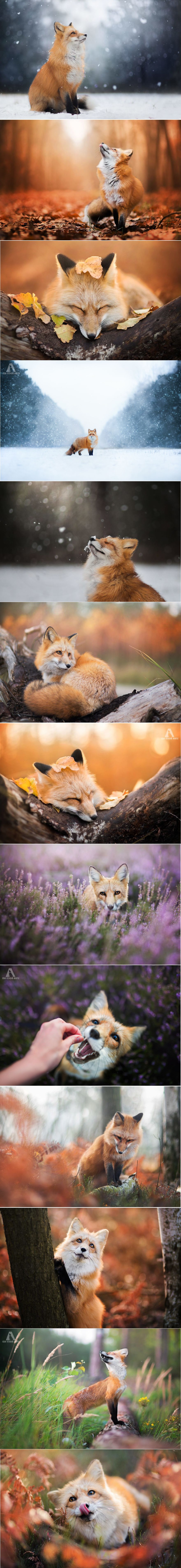Ova je djevojka spojila ljubav prema fotografiji i životinjama, a rezultati tog spoja čarobni su