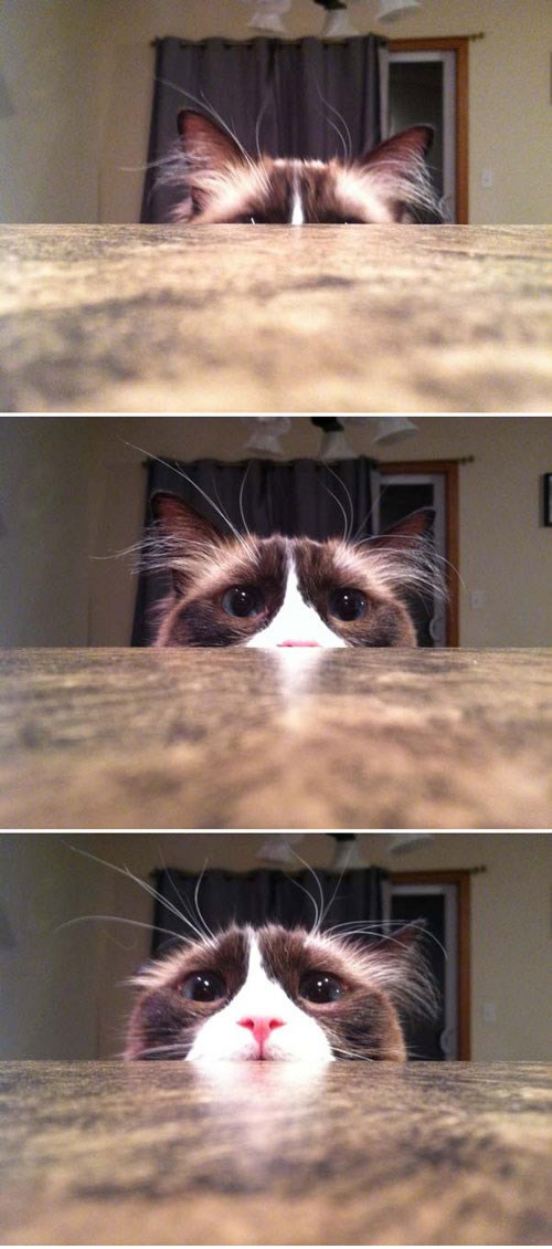 Lukava maca upregnula svu moć za žicanje hrane