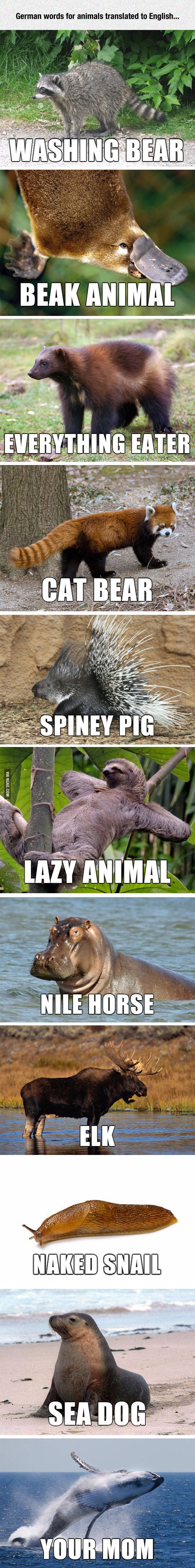 Njemački nazivi za životinje prevedeni na engleski