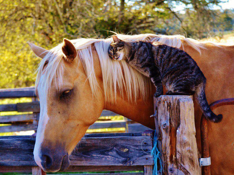 Konjić moj, znaš da te volim!