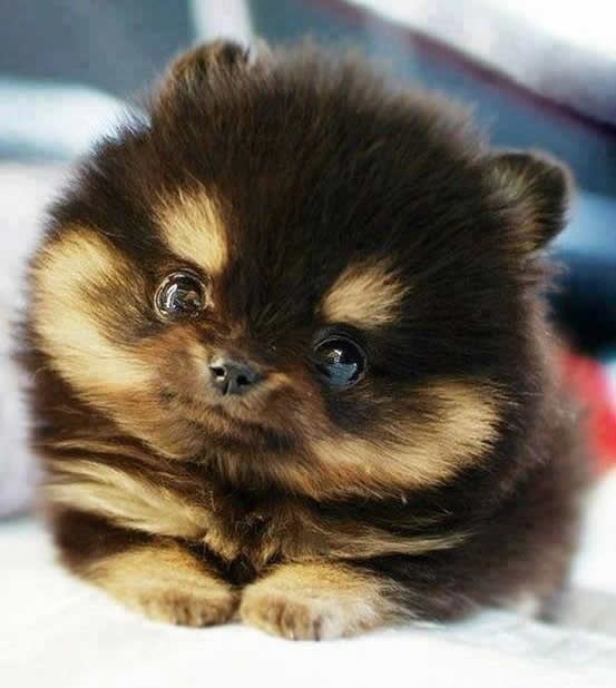 Skoči ti šećer koje slatko stvorenje