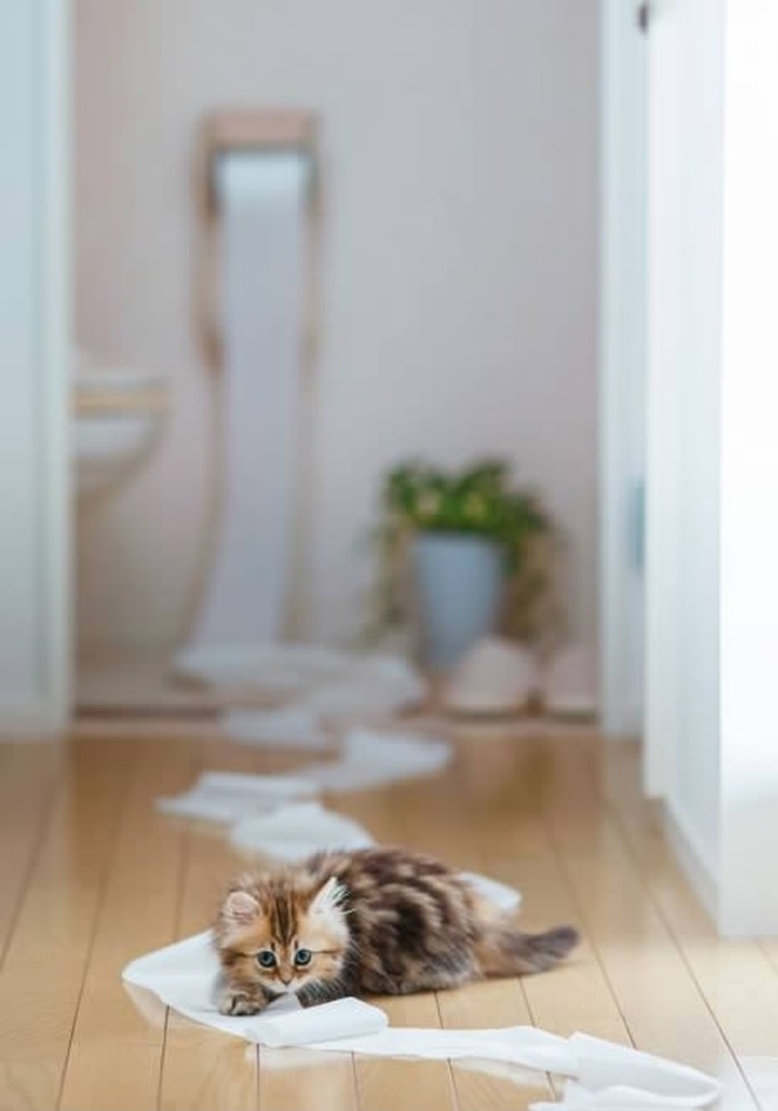 WC papir me opet napao jer sam slatka, upomoć
