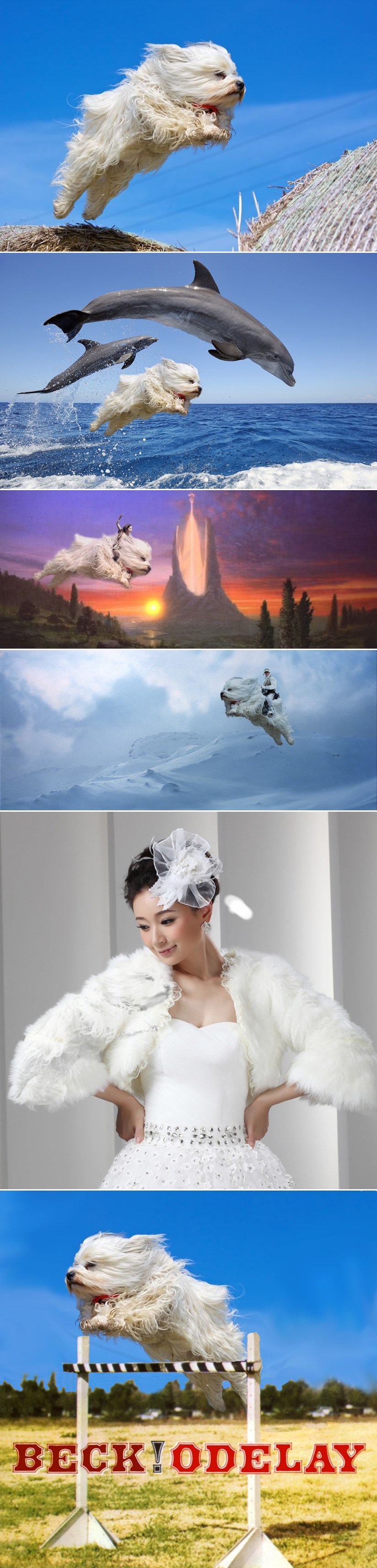 GALERIJA: Objavili fotkicu psa, a internet populacija ga ''ubacila'' u lude avanture