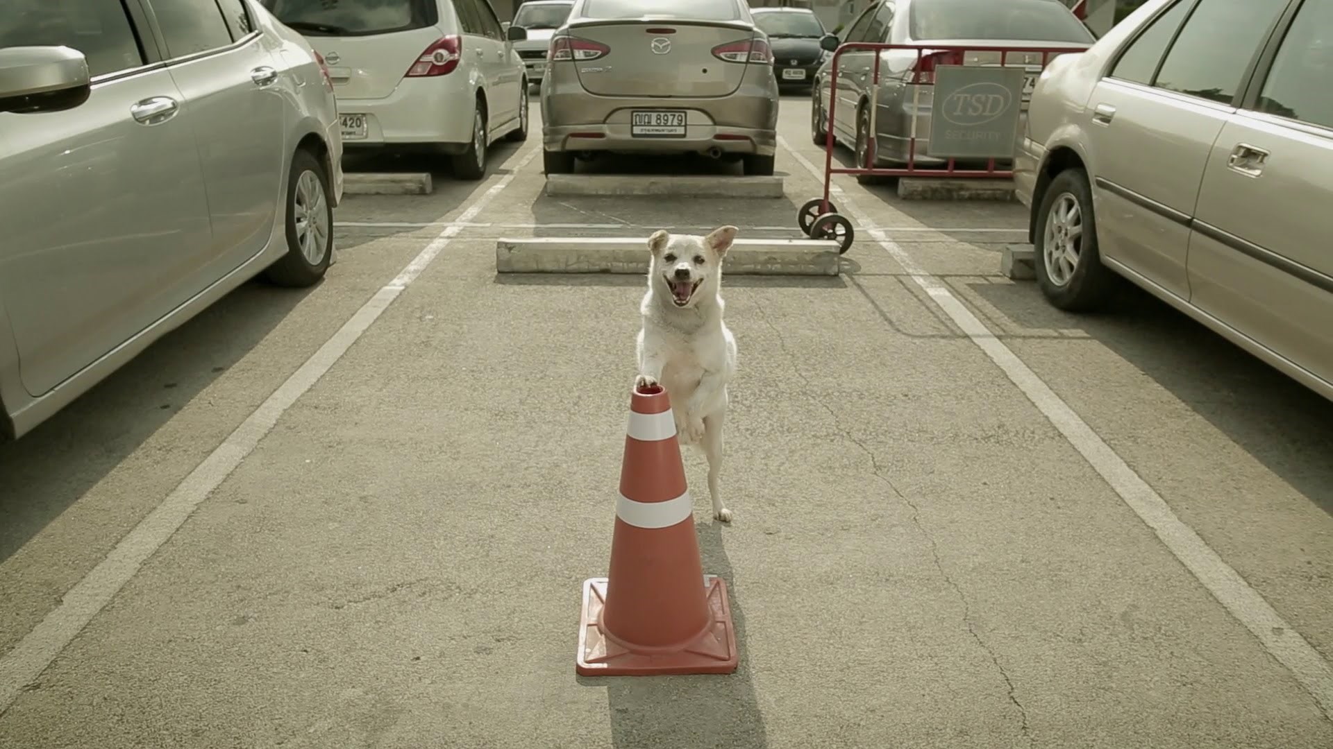 Zločesti psić mu je ukrao torbu, kad vidite kamo ju je odnio rastopit ćete se!
