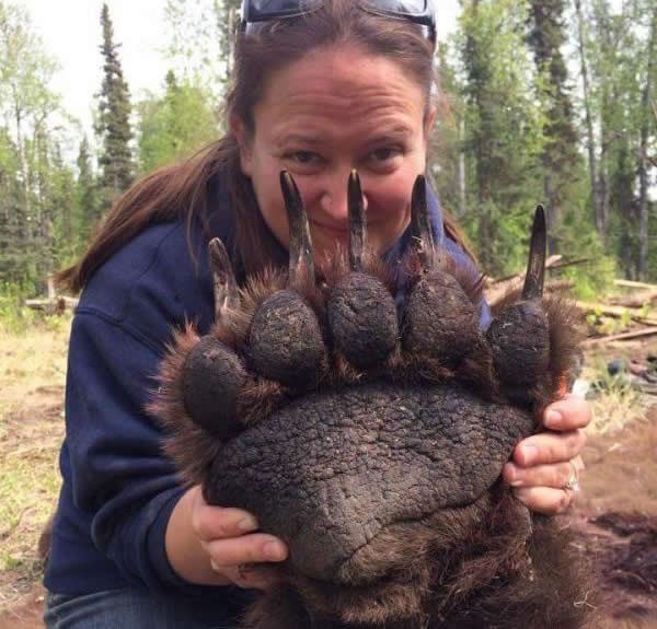 Medvjeđa šapa nije za zezanciju