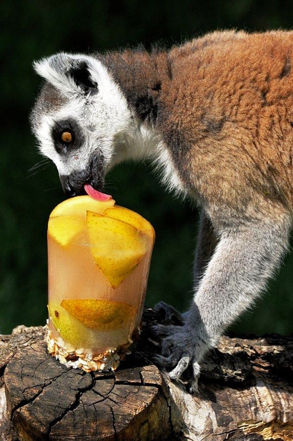 Lemur uživa u voćnom sladoledu
