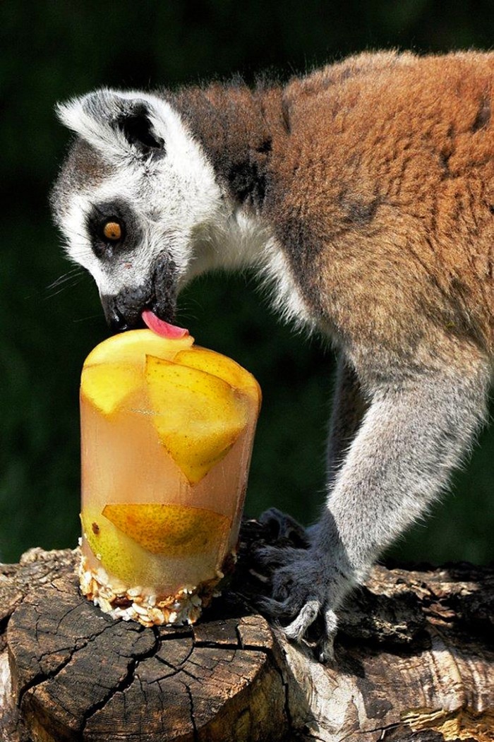 Lemur uživa u voćnom sladoledu