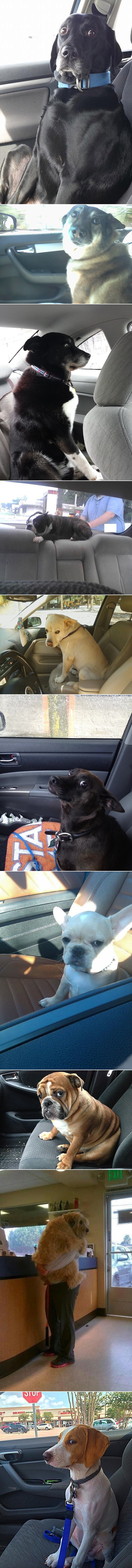 Galerija: Trenutak u kojem psi skuže da idu veterinaru