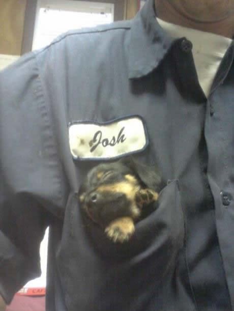 Majstor radi, slatki mali pomoćnik cijeli dan na pauzi