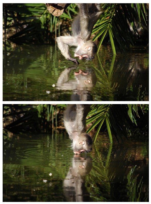 Romantični majmunčić "ljubi sliku svoju"