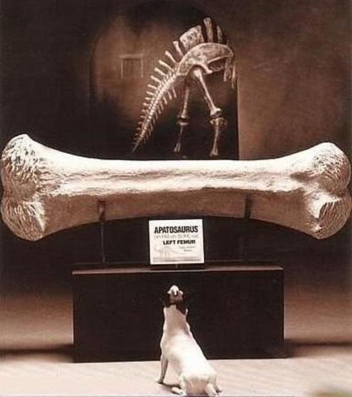 Ajme, da sam bar živio s dinosaurima!