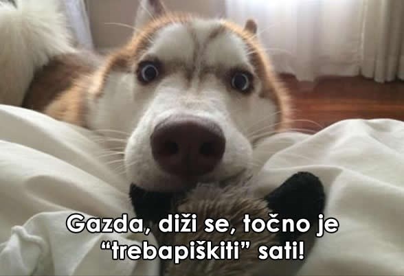 Nedjelja ujutro kad imaš psa