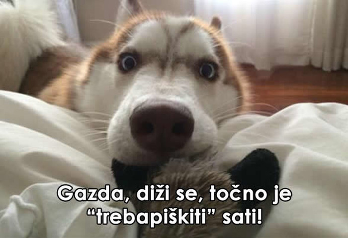 Nedjelja ujutro kad imaš psa