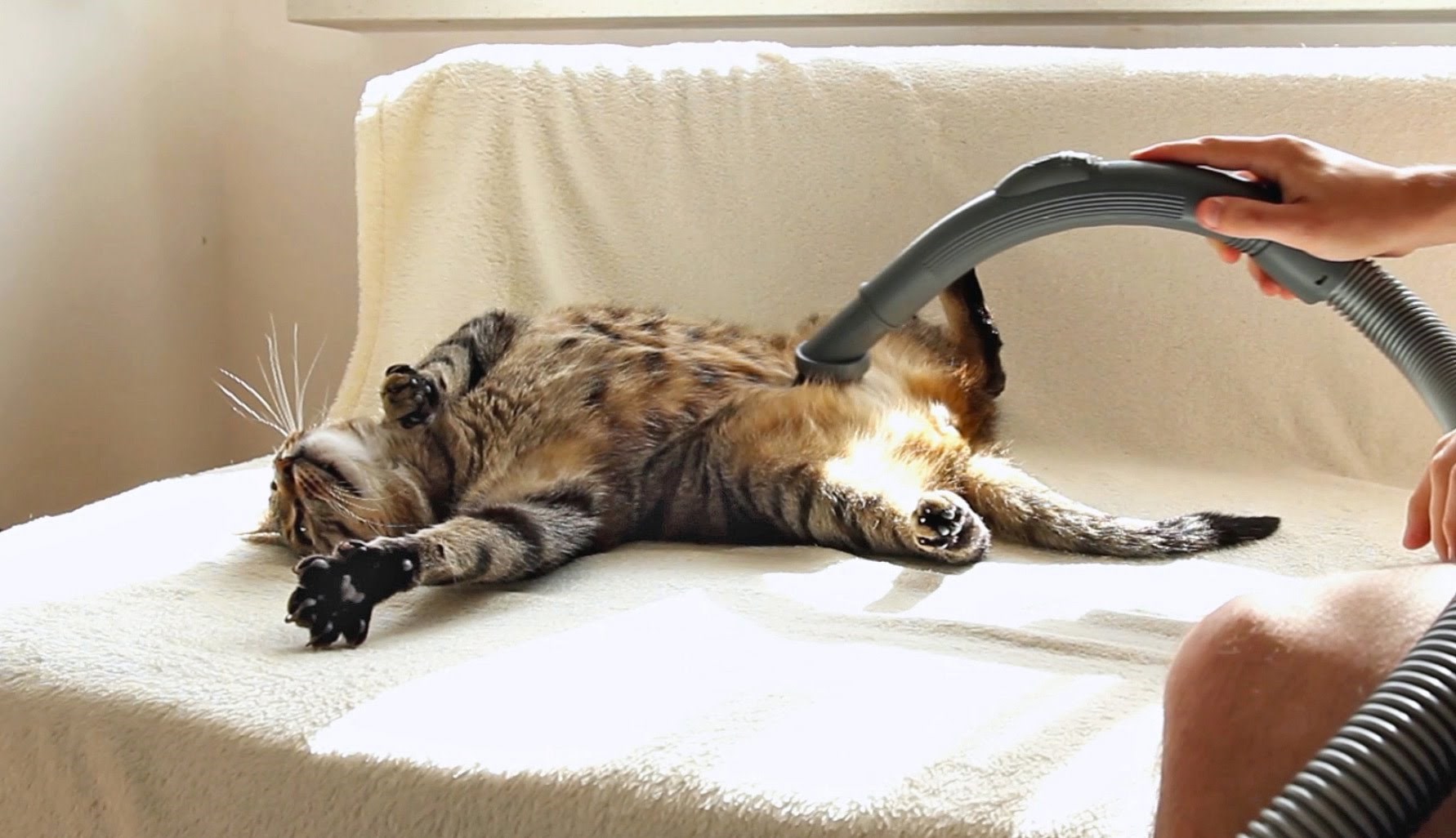 VIDEO DANA: Ovaj mačor obožava kada ga usisavaju!