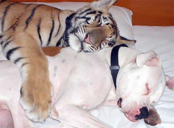 Svatko voli tigricu u krevetu, neki i doslovno