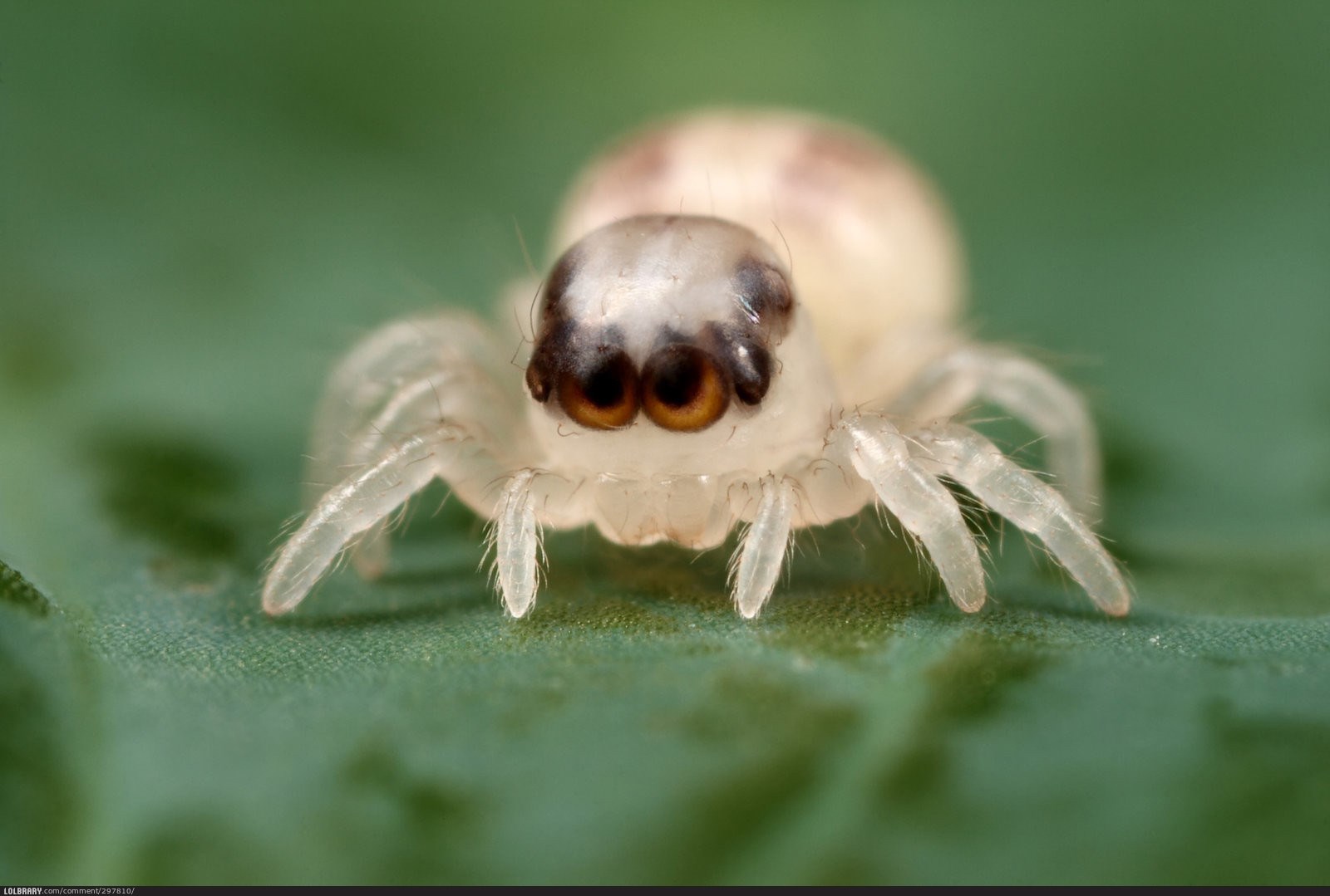 Beba paukić: Svi su slatki dok su mali