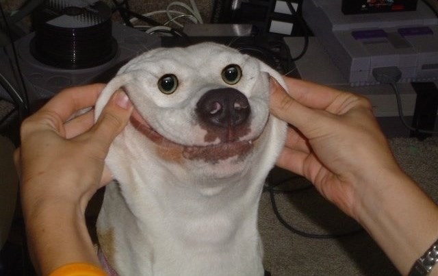 "Najsretniji" pas na svijetu