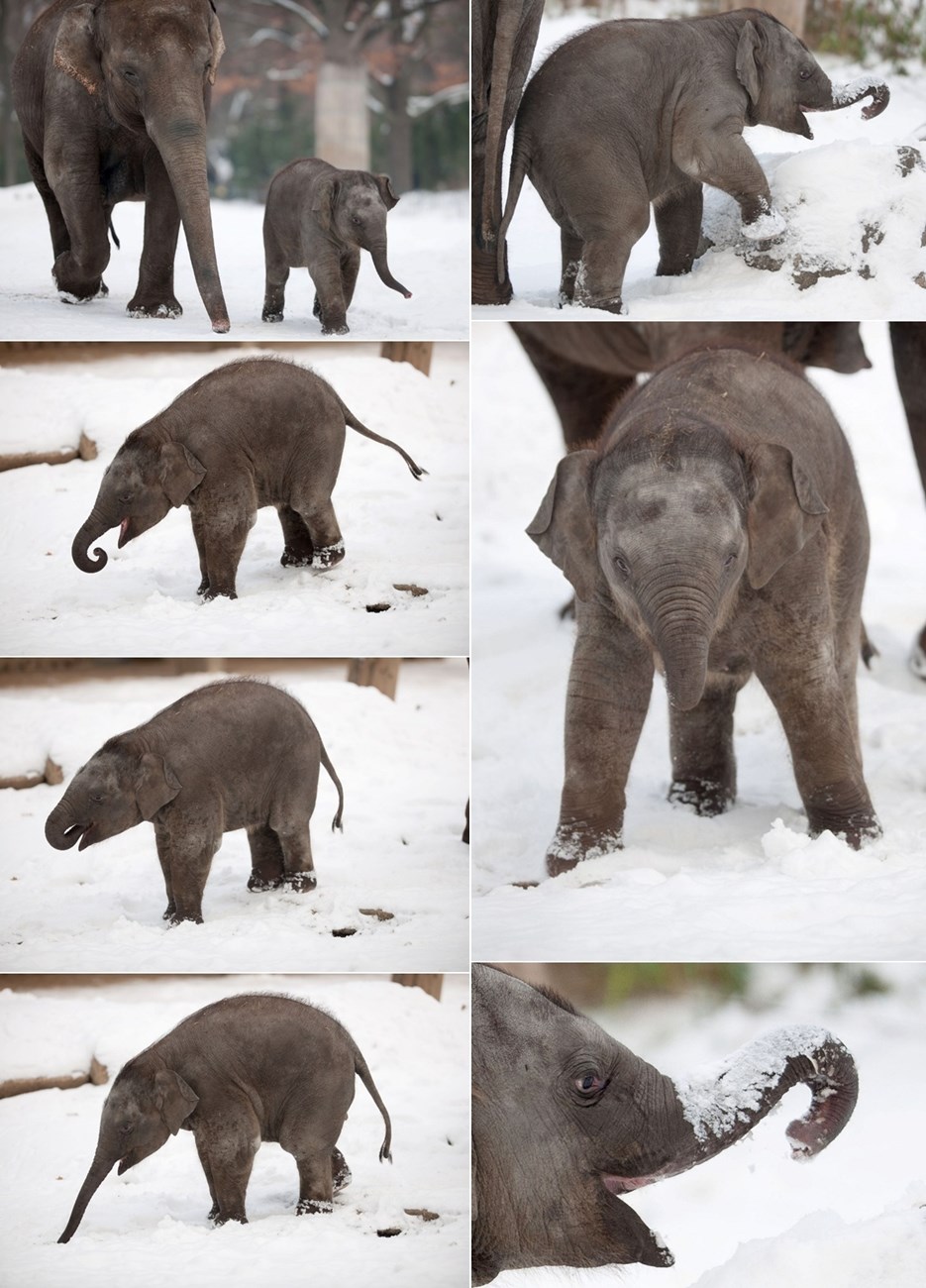 Slonić uz mamu uživa u prvom snijegu u svom životu