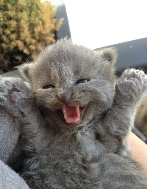 Pufasto mače glumi strašnu zvijer